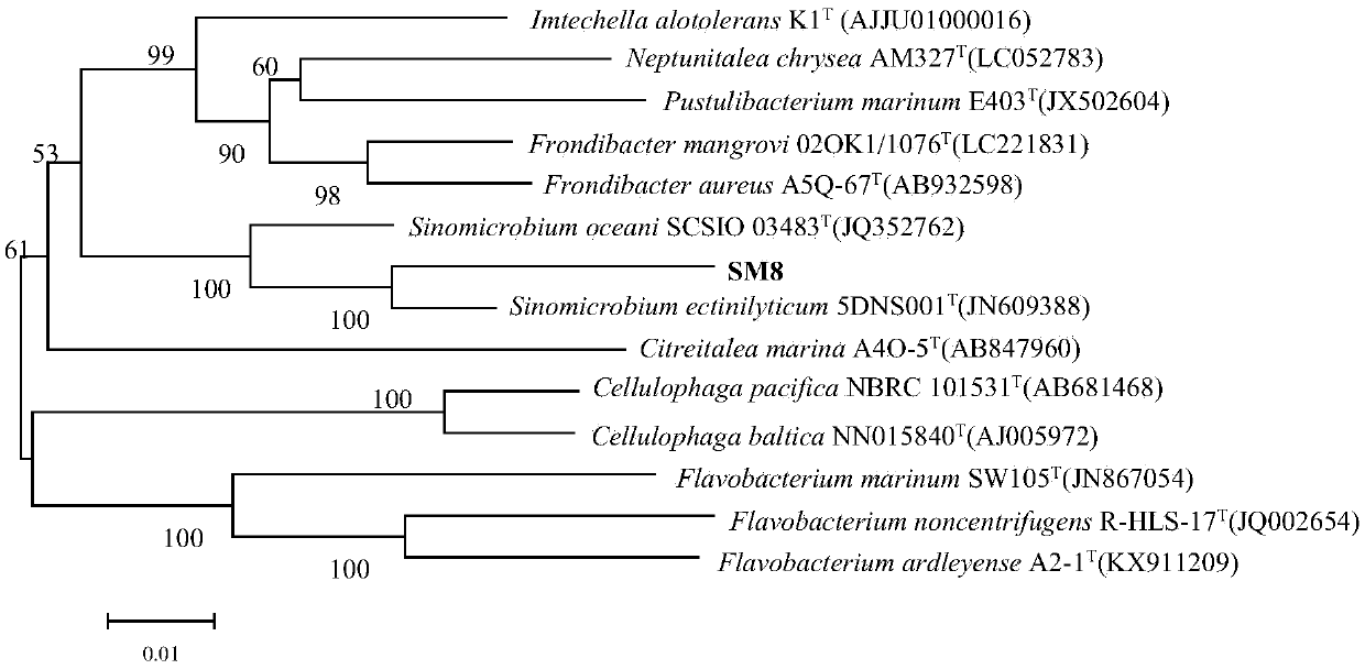 Sinomicrobium strain SM8 and application thereof in salt-tolerant growth promotion