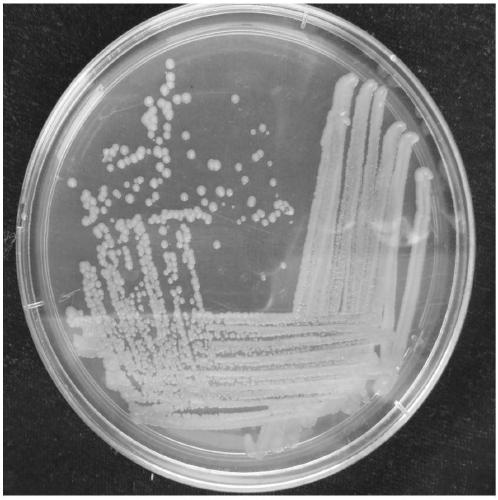 Sinomicrobium strain SM8 and application thereof in salt-tolerant growth promotion