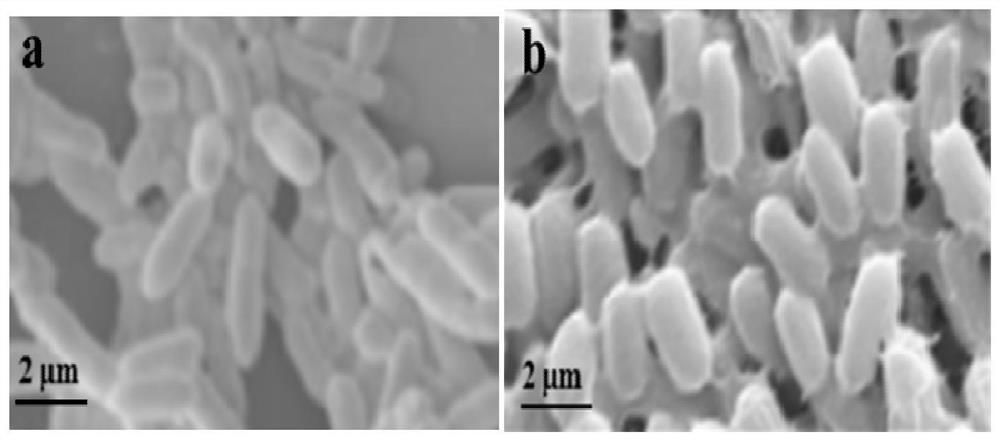 An Achromobacter strain resistant to the toxicity of sulfonamide antibiotics and its application