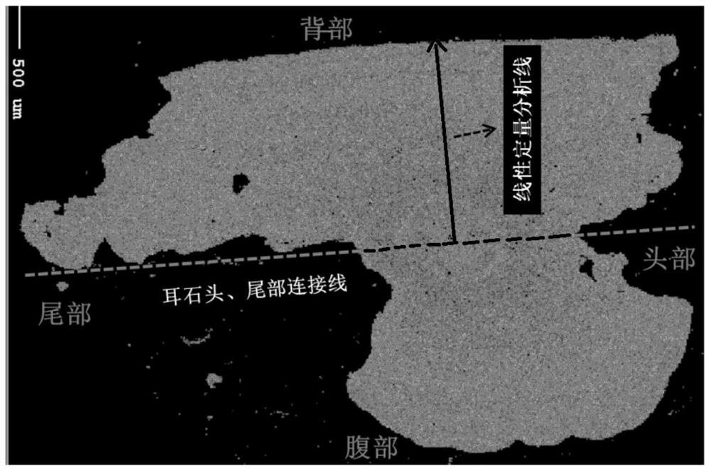 Method for identifying artificial release population and a natural wild population of salmon