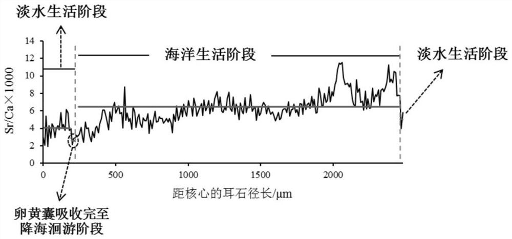 Method for identifying artificial release population and a natural wild population of salmon