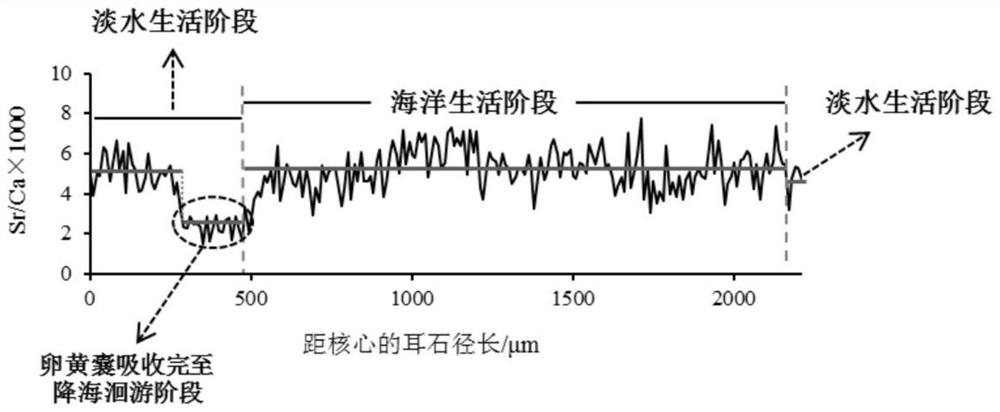 Method for identifying artificial release population and a natural wild population of salmon