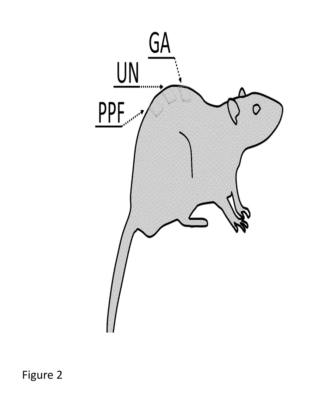 Polymer-tissue hybrid biomaterials and methods of making and using same