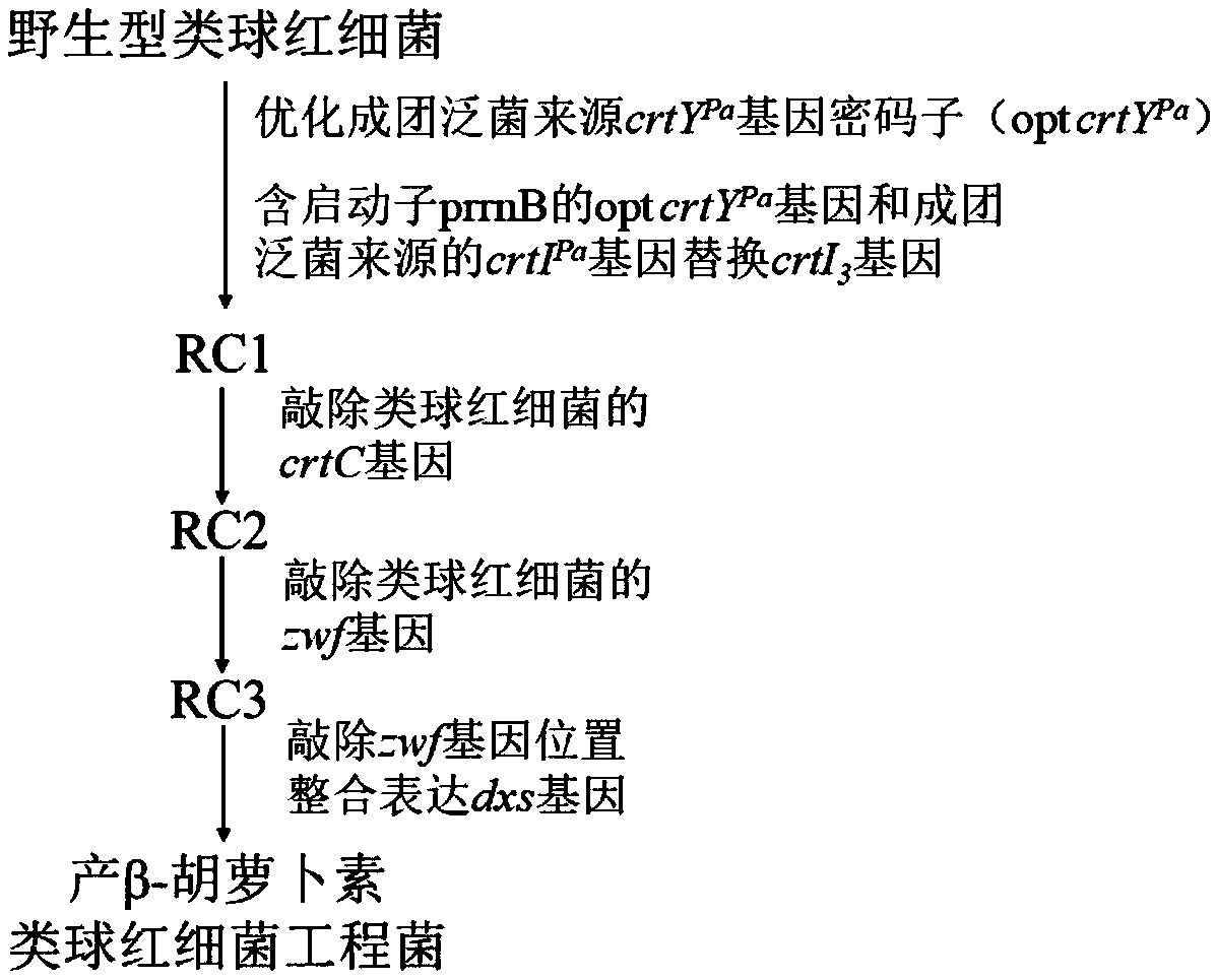 Rhodobacter sphaeroides engineering strain for producing beta-carotene and construction method thereof