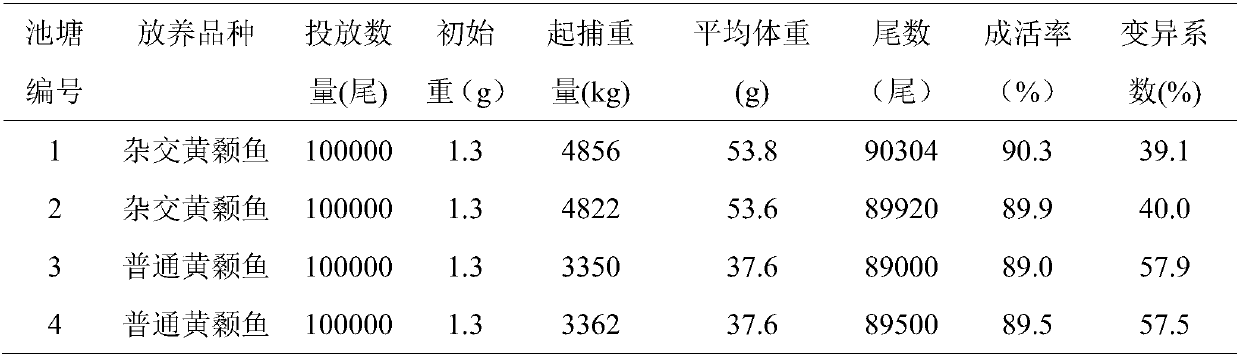 Current-year aquaculture method of hybrid pelteobagrus fulvidraco