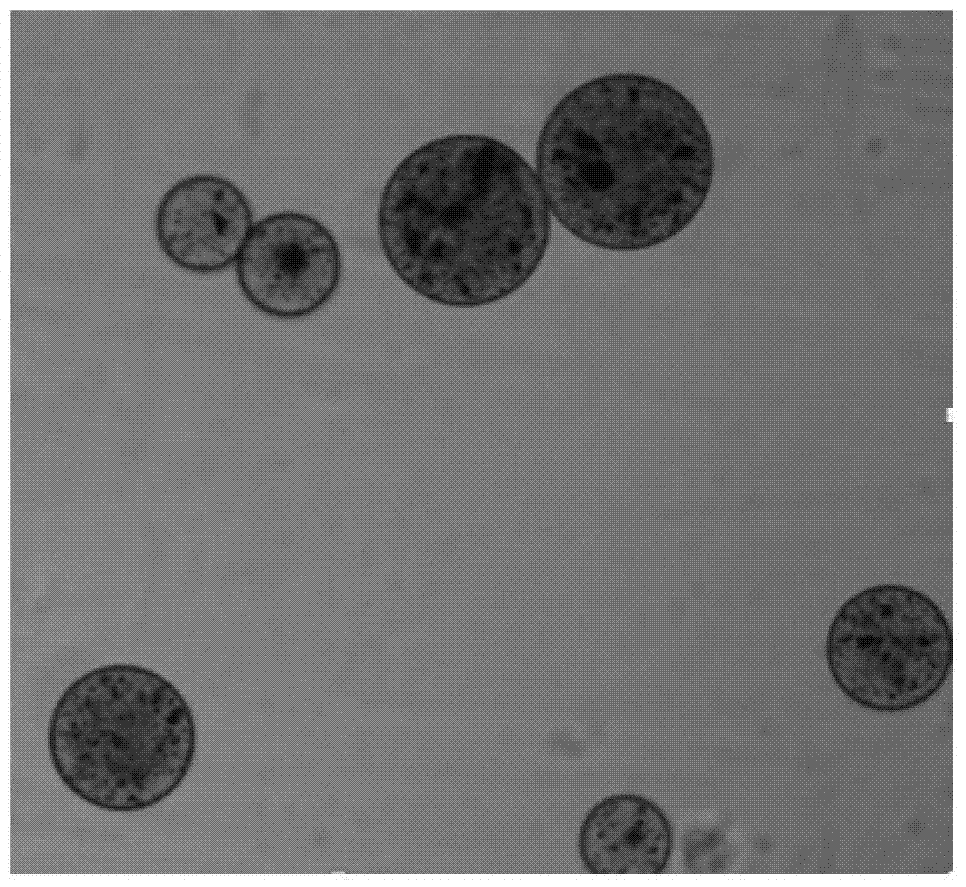 Chitosan and chitosan quaternary ammonium salt composite magnetic microsphere and preparation method thereof