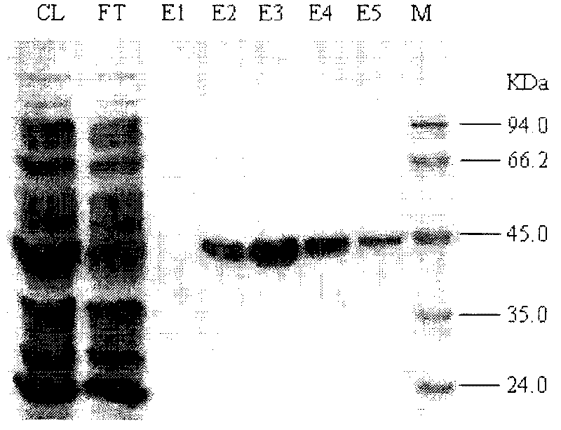 Protein nano complex promoting plant growth and preparation method and application thereof