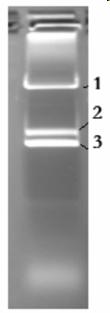 Recombinant avian influenza trivalent vaccine as well as preparation method and application thereof