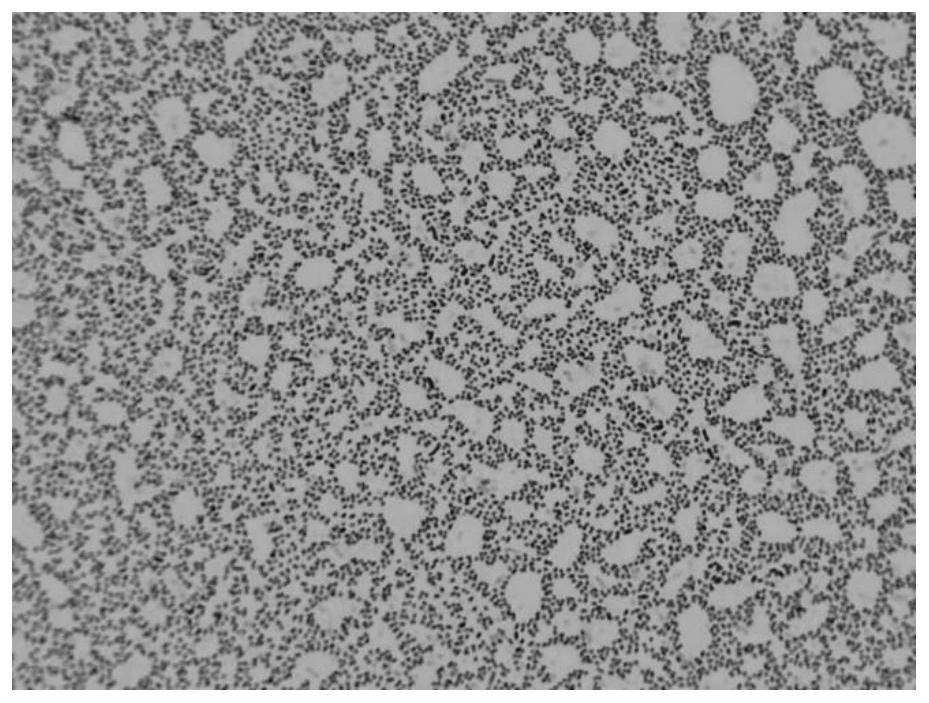 Pseudomonas capable of producing pyrroloquinoline quinone and application thereof