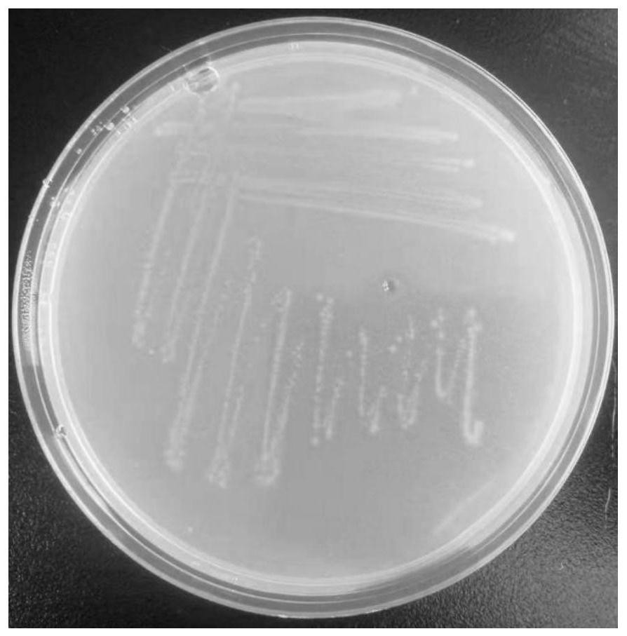 Pseudomonas capable of producing pyrroloquinoline quinone and application thereof