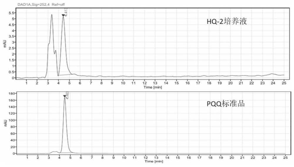 Pseudomonas capable of producing pyrroloquinoline quinone and application thereof