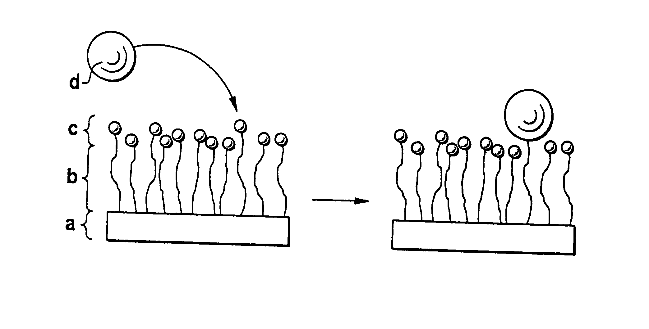 Biodegradable block copolymers with modifiable surface