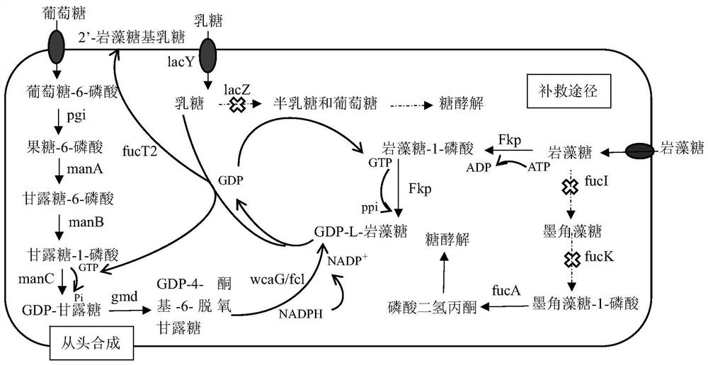 A method for constructing a recombinant bacterium that efficiently produces 2'-fucosyllactose and its application