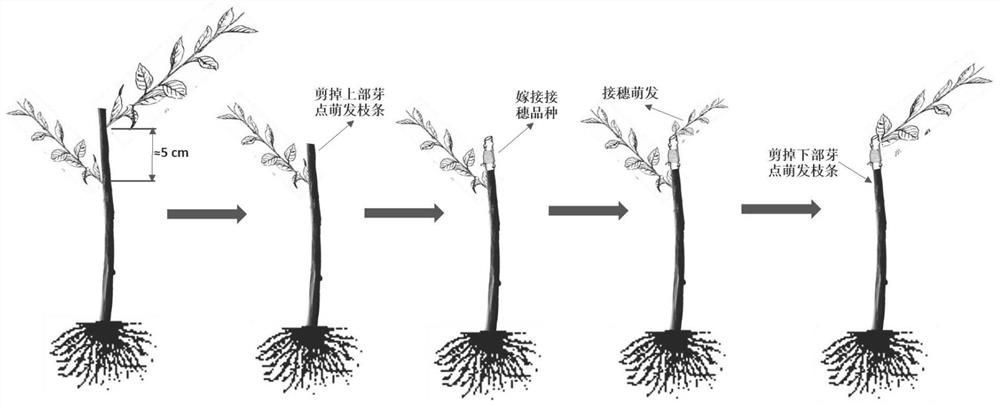 A fast breeding method of kiwi grafting seedlings