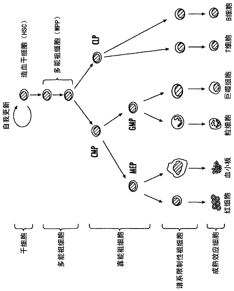 Hematopoietic protection against chemotherapeutic compounds using selective cyclin-dependent kinase 4/6 inhibitors