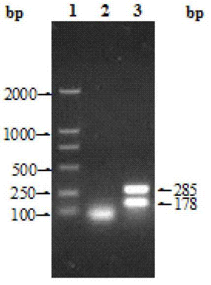 Animal brucellosis competition ELISA antibody test kit