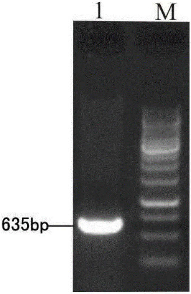 Brown planthopper carbonic Anhydrase (CA) gene fragment and its application