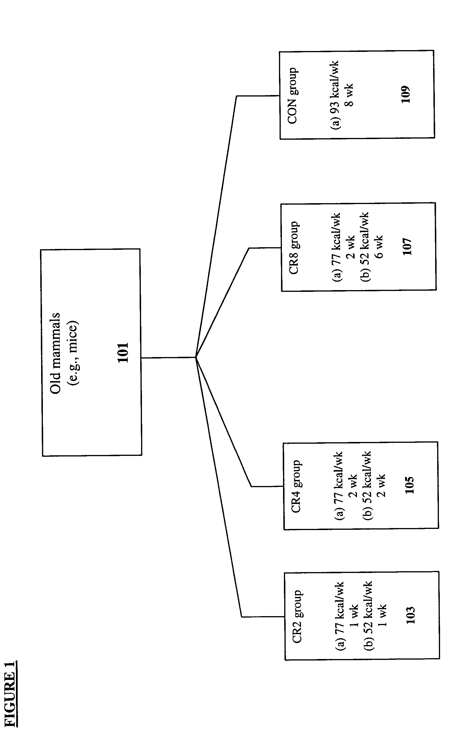 Methods of evaluating the dynamics of caloric restriction and identifying caloric restriction mimetics