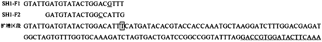 Functional marker of rice seed shattering gene qSH1, and application of functional marker