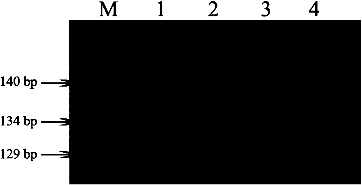 Functional marker of rice seed shattering gene qSH1, and application of functional marker