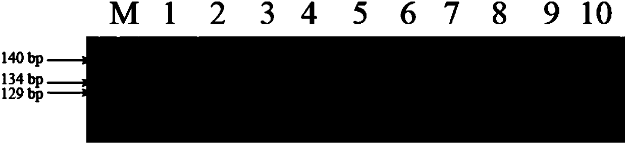 Functional marker of rice seed shattering gene qSH1, and application of functional marker