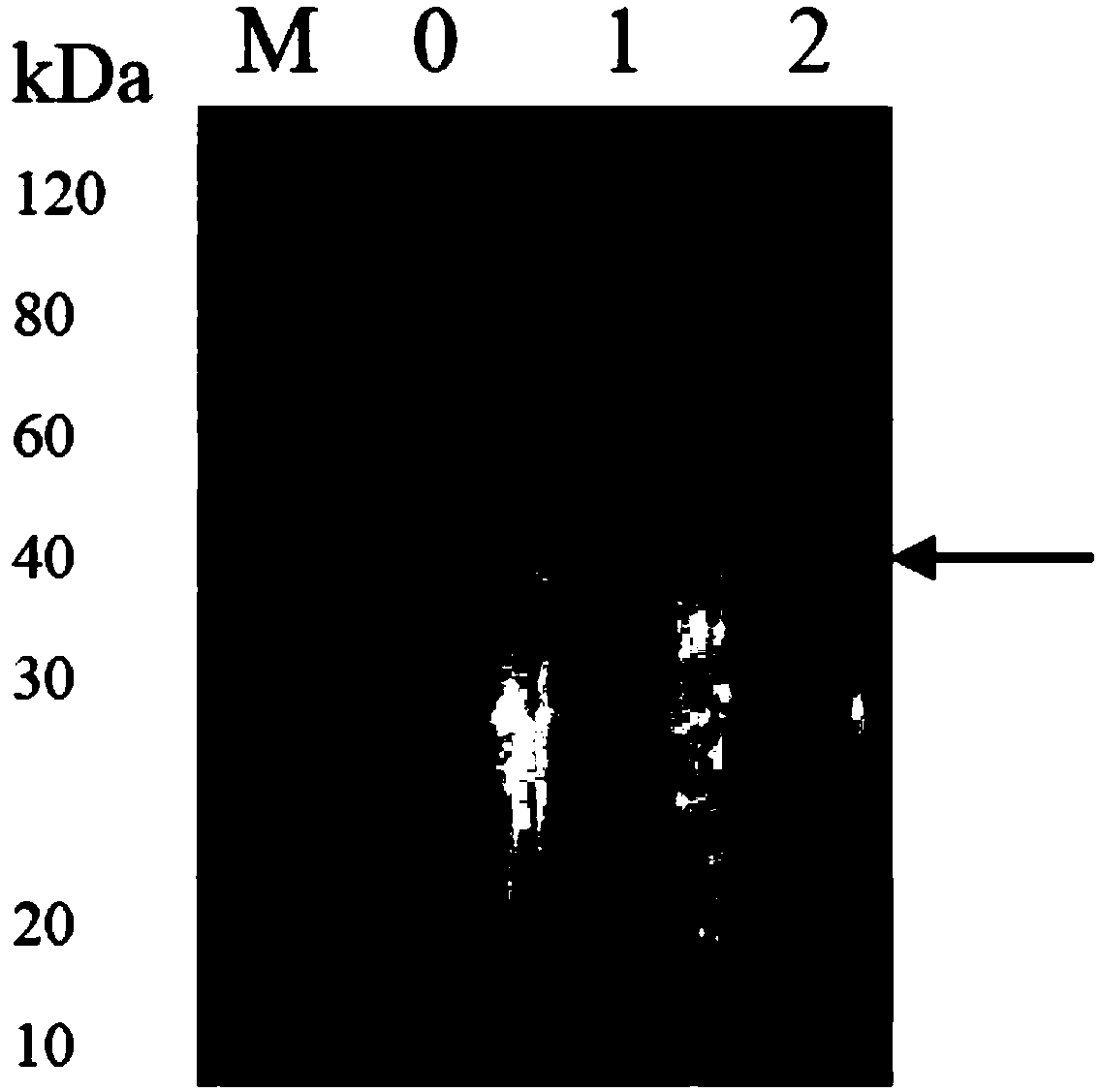 Cryptocaryon irritans recombinant protein vaccine as well as preparation method and application