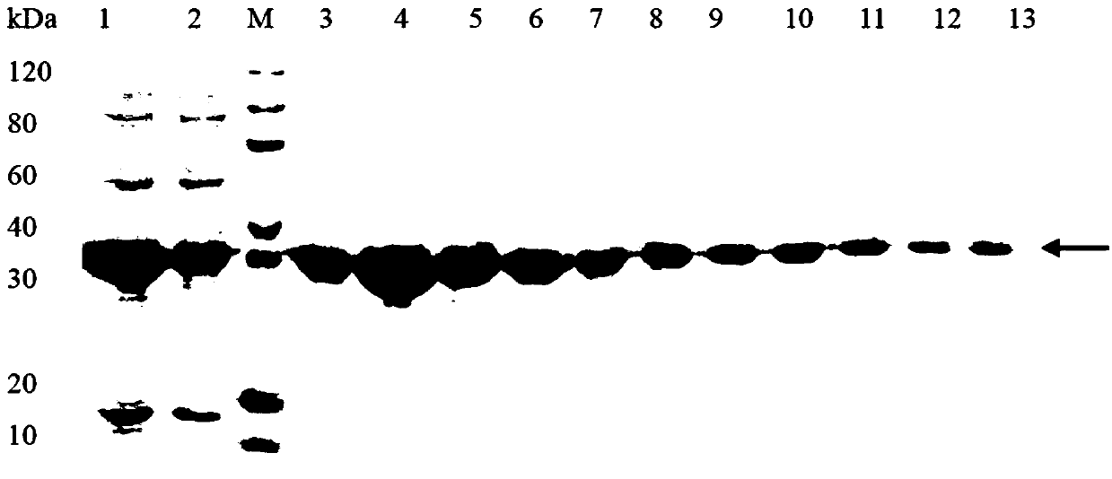 Cryptocaryon irritans recombinant protein vaccine as well as preparation method and application