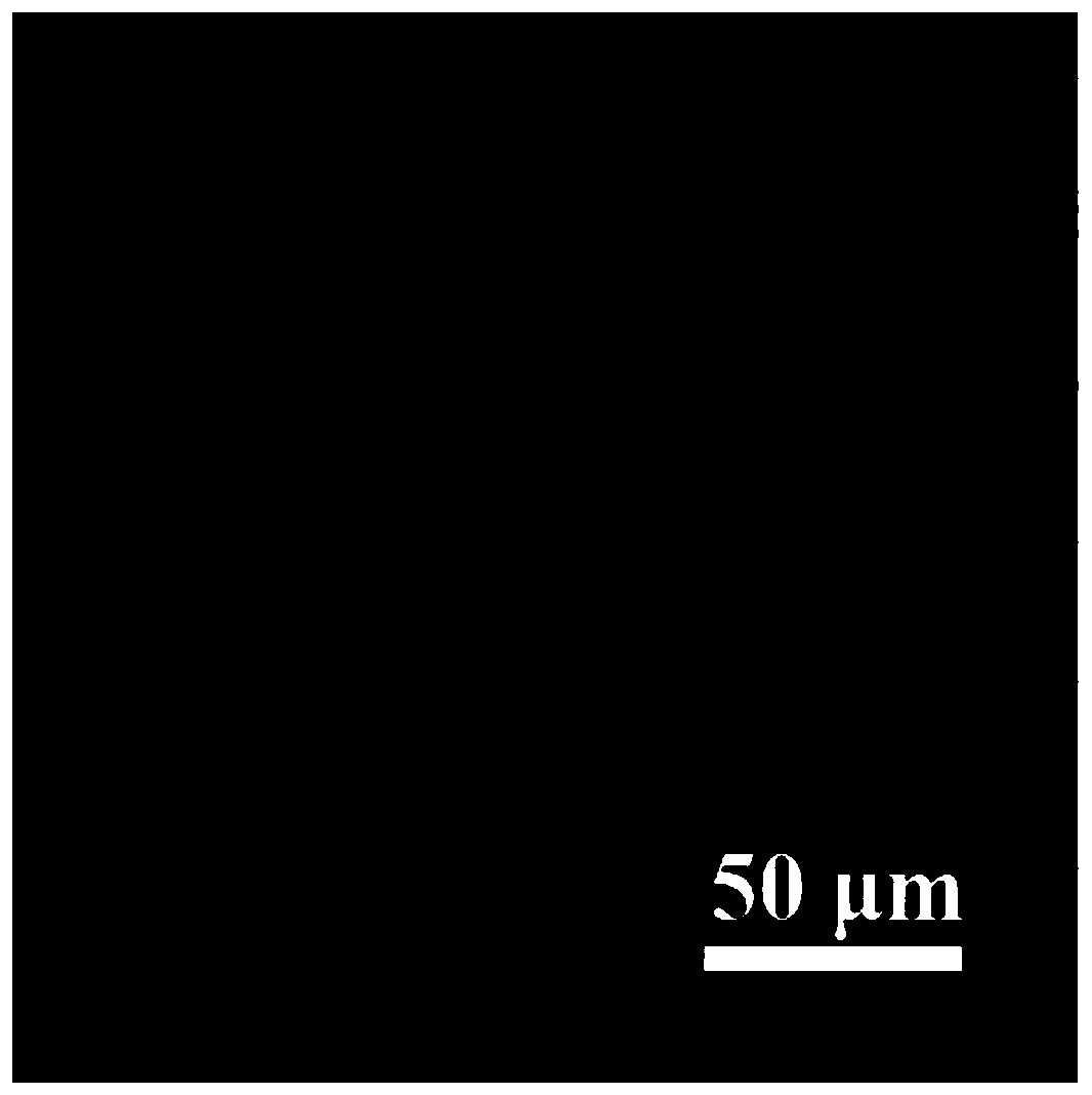 3D lithium metal negative electrode, lithium metal battery and preparation and application thereof