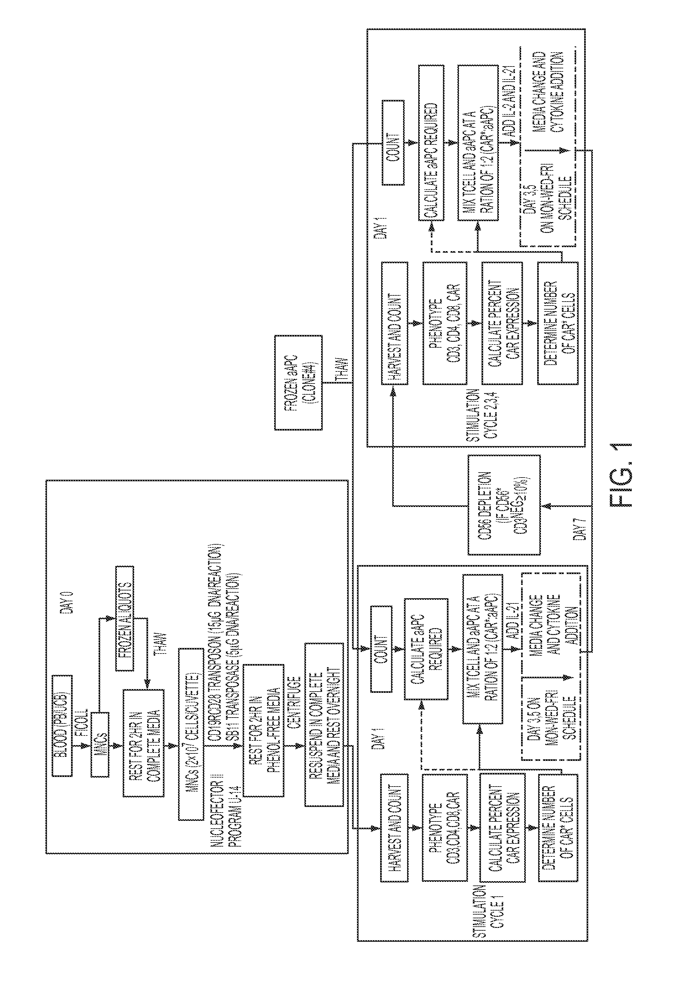 Human application of engineered chimeric antigen receptor (CAR) t-cells