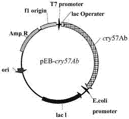 Bacillus thuringiensis lts290, insecticidal gene cry57ab, expressed protein and its application