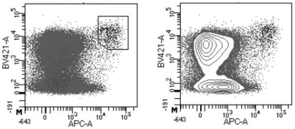 Antibody against staphylococcus aureus manganese ion binding protein c and its application