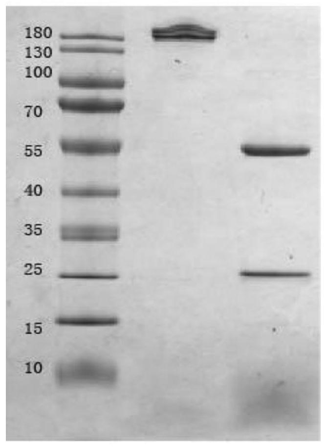 Antibody against staphylococcus aureus manganese ion binding protein c and its application