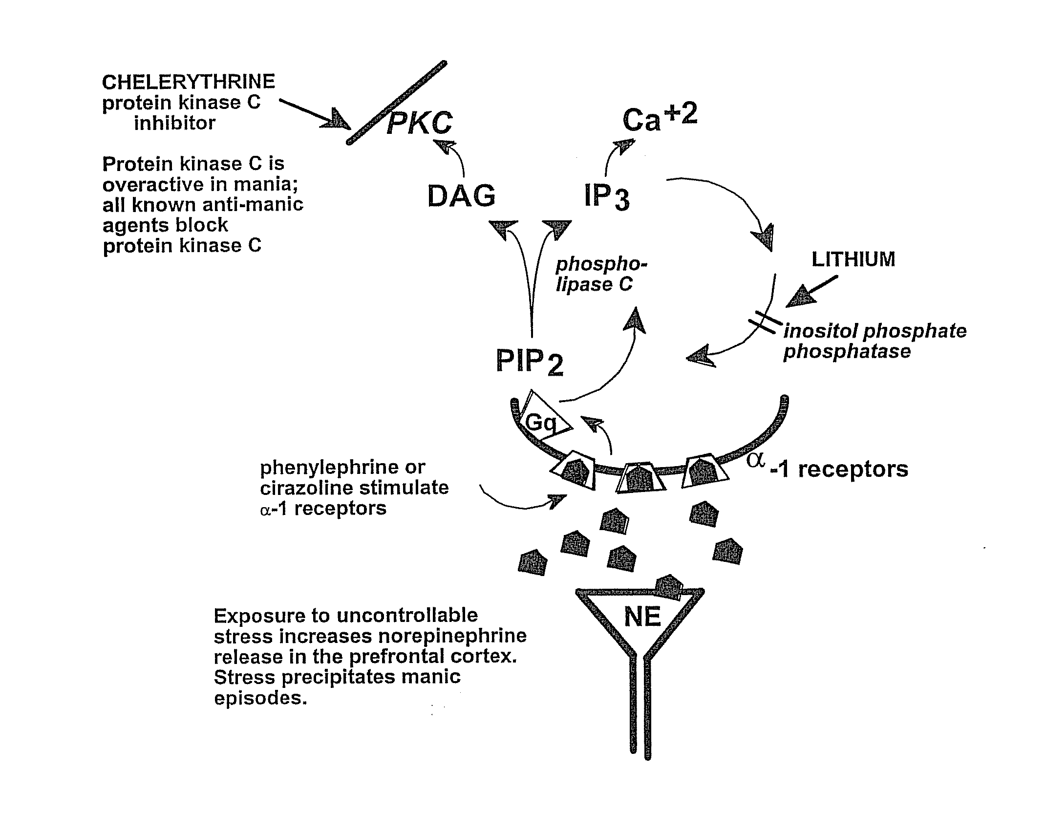 Chelerythrine, analogs thereof and their use in the treatment of bipolar disorder and other cognitive disorders