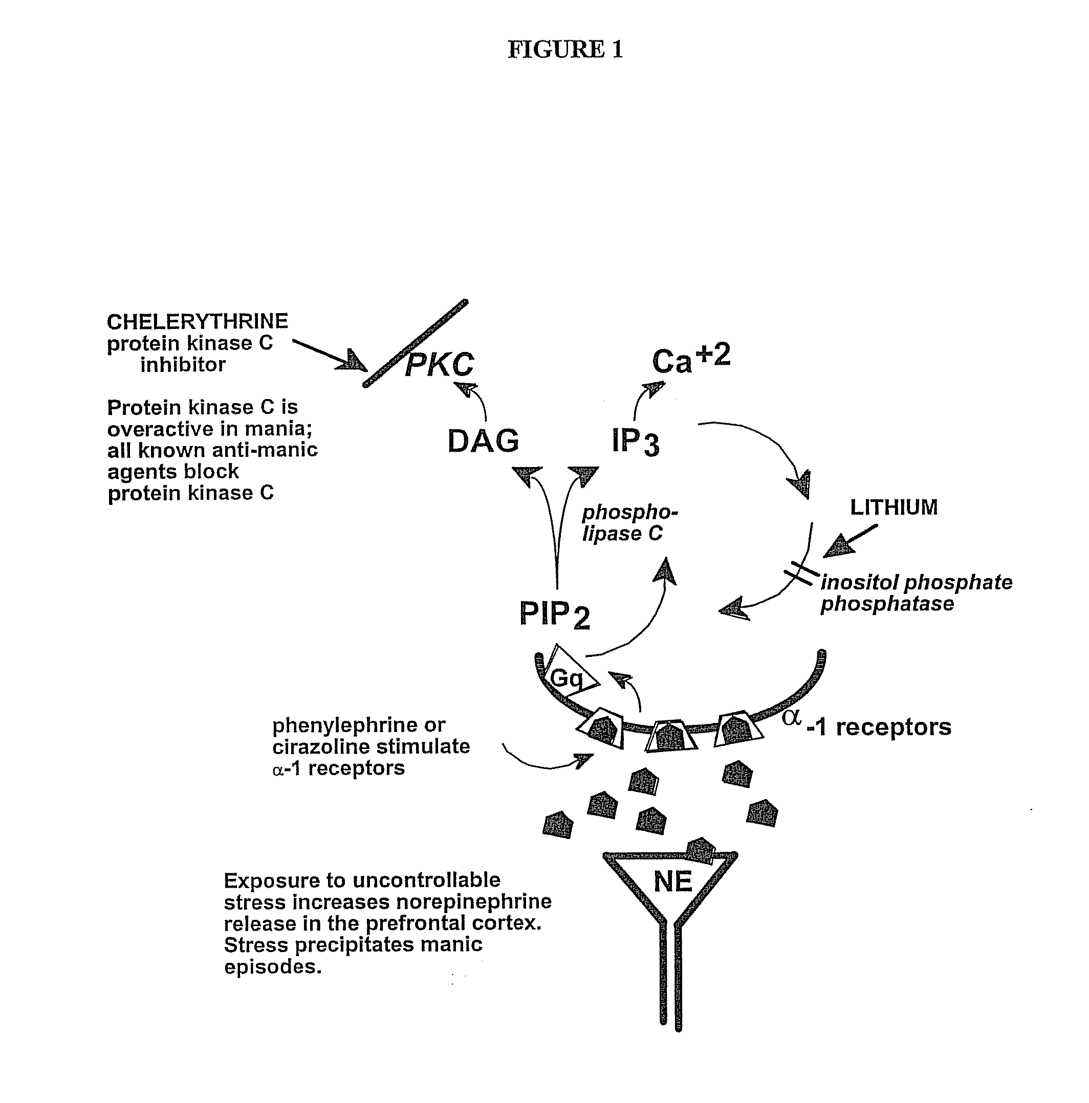 Chelerythrine, analogs thereof and their use in the treatment of bipolar disorder and other cognitive disorders