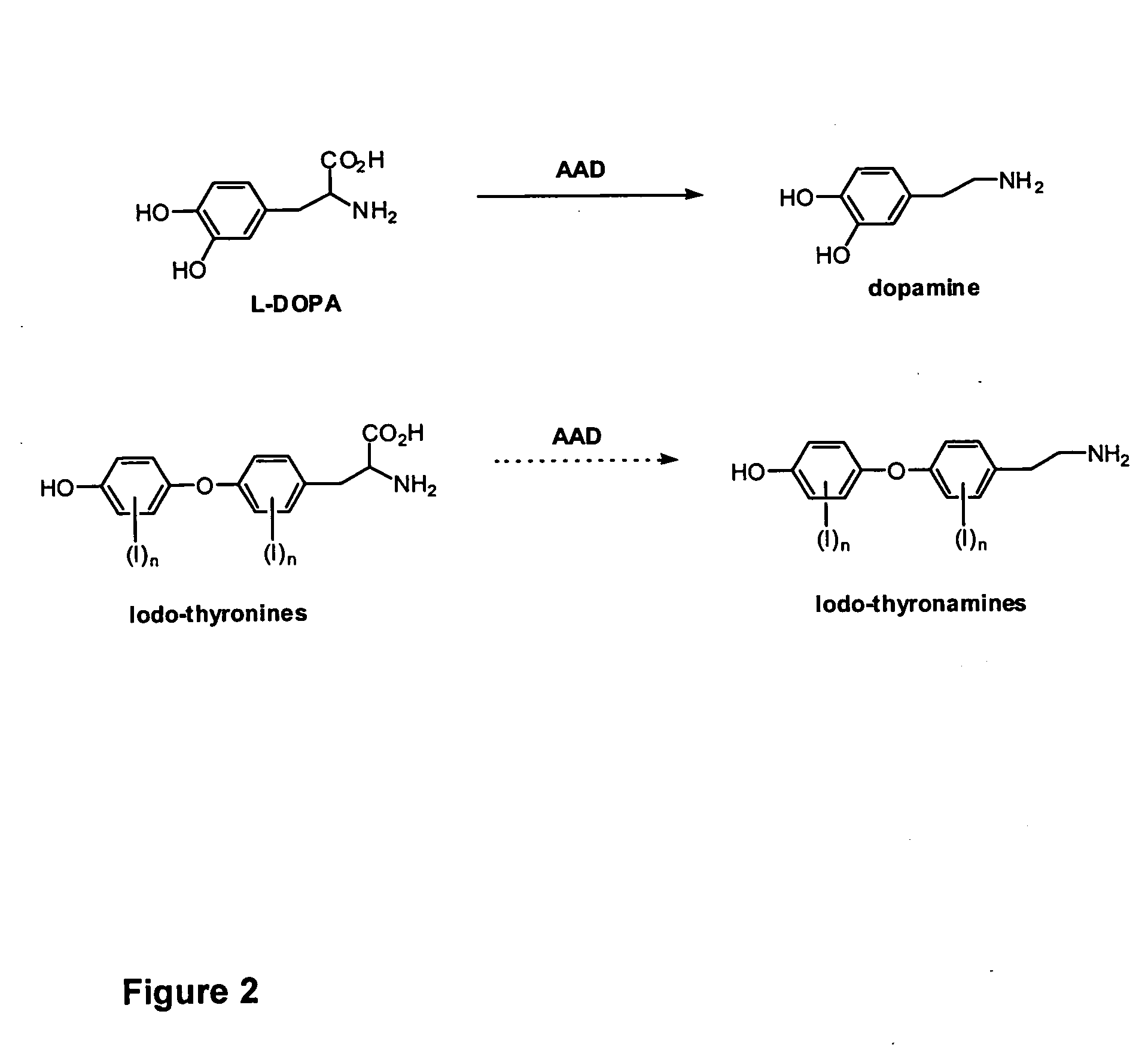 Thyronamine derivatives and analogs and methods of use thereof