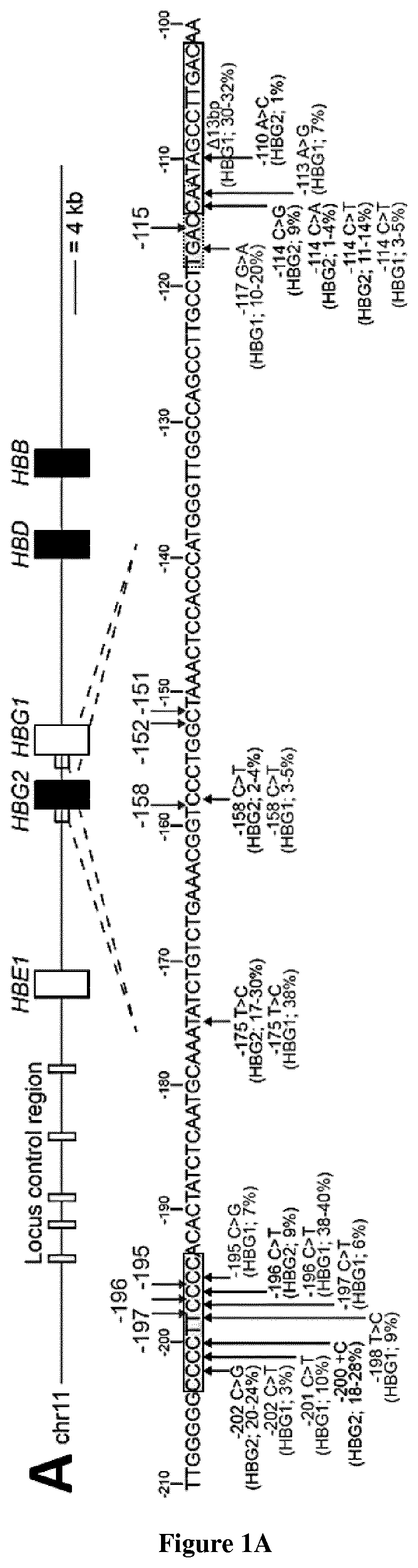 Methods for increasing fetal hemoglobin content in eukaryotic cells and uses thereof for the treatment of hemoglobinopathies