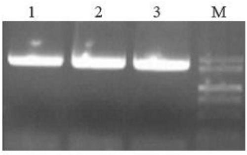 Application of WRKY transcription factor gene CqWRKY1 in regulating drought resistance of benincasa hispida