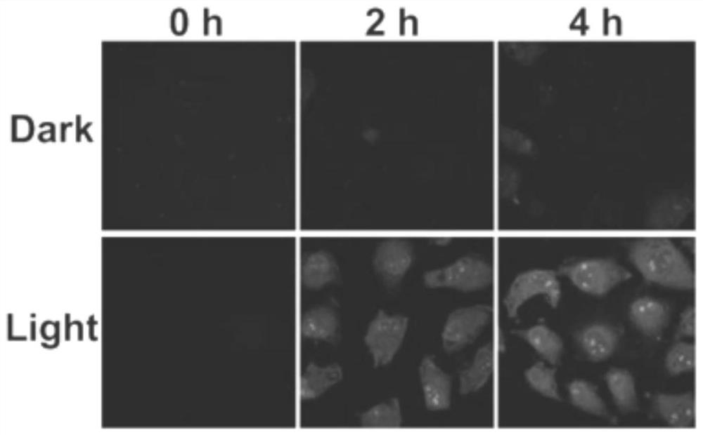 A photoactive polypyridine ruthenium complex and its application