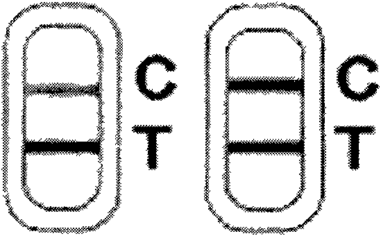 Test paper for rapidly detecting immunochromatography of cadmium ion colloidal gold and preparation method and application thereof