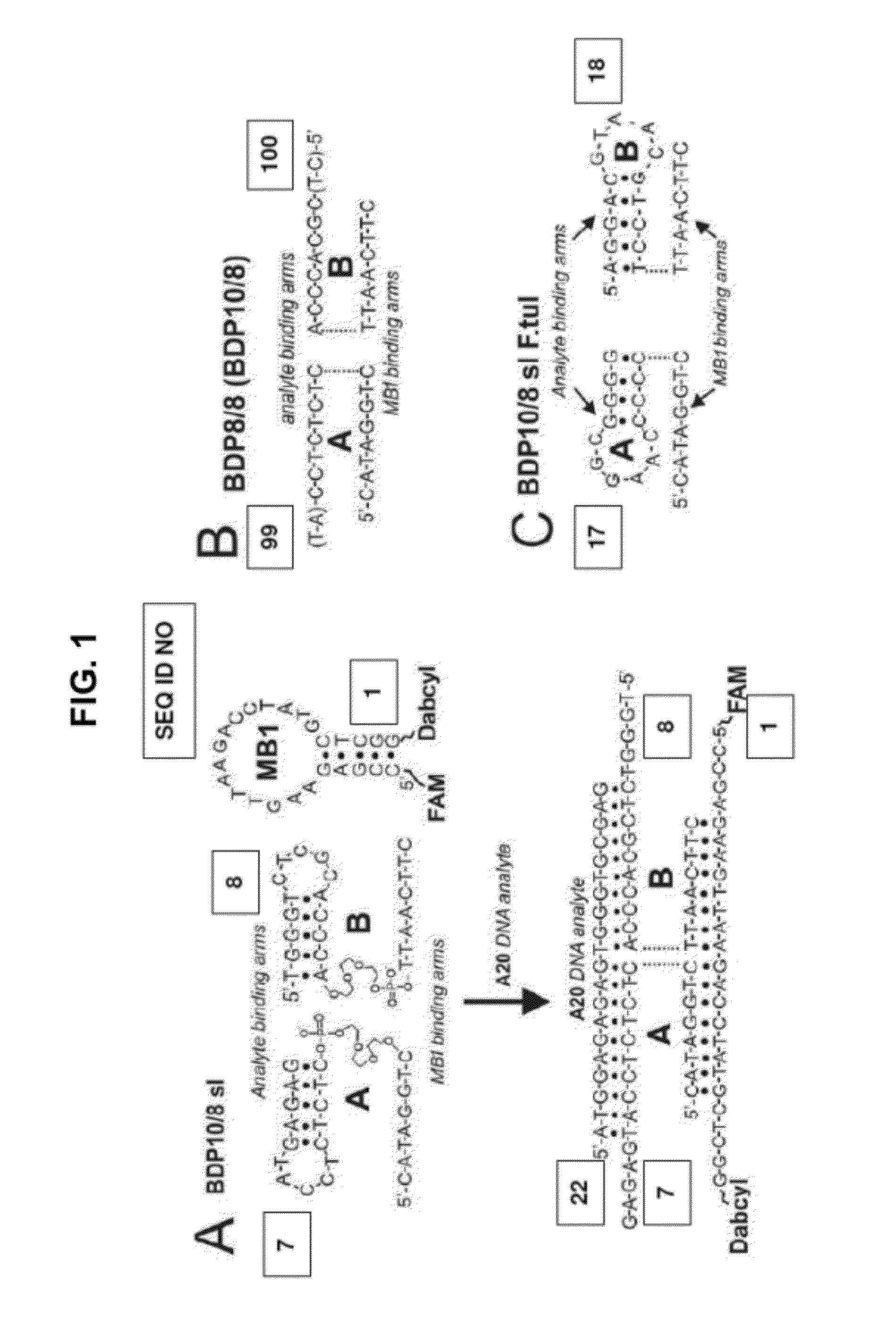 Binary DNA probe for fluorescent analysis of nucleic acids