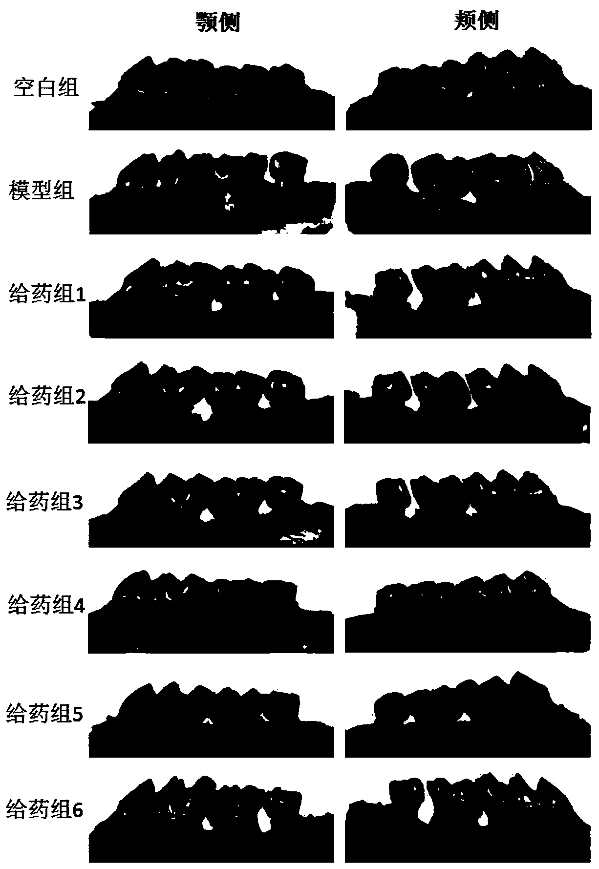 A kind of probiotic composition, preparation, bacteria slime and application