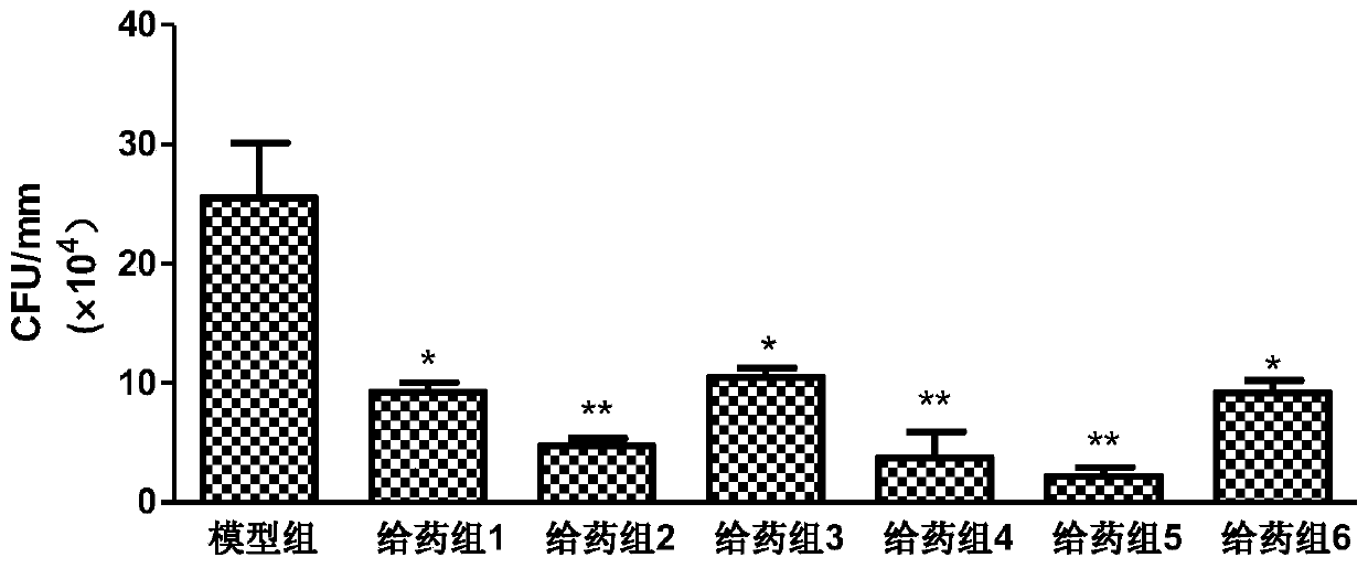 A kind of probiotic composition, preparation, bacteria slime and application