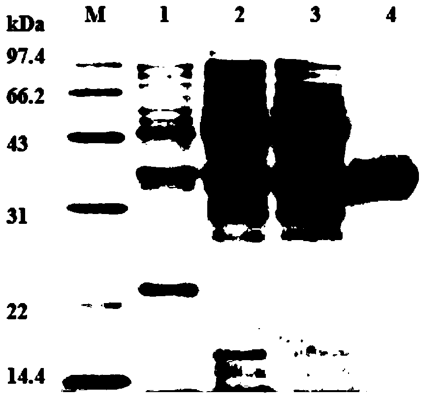 C-type lectin PtCLec1 gene of portunus trituberculatus and encoded protein and application thereof