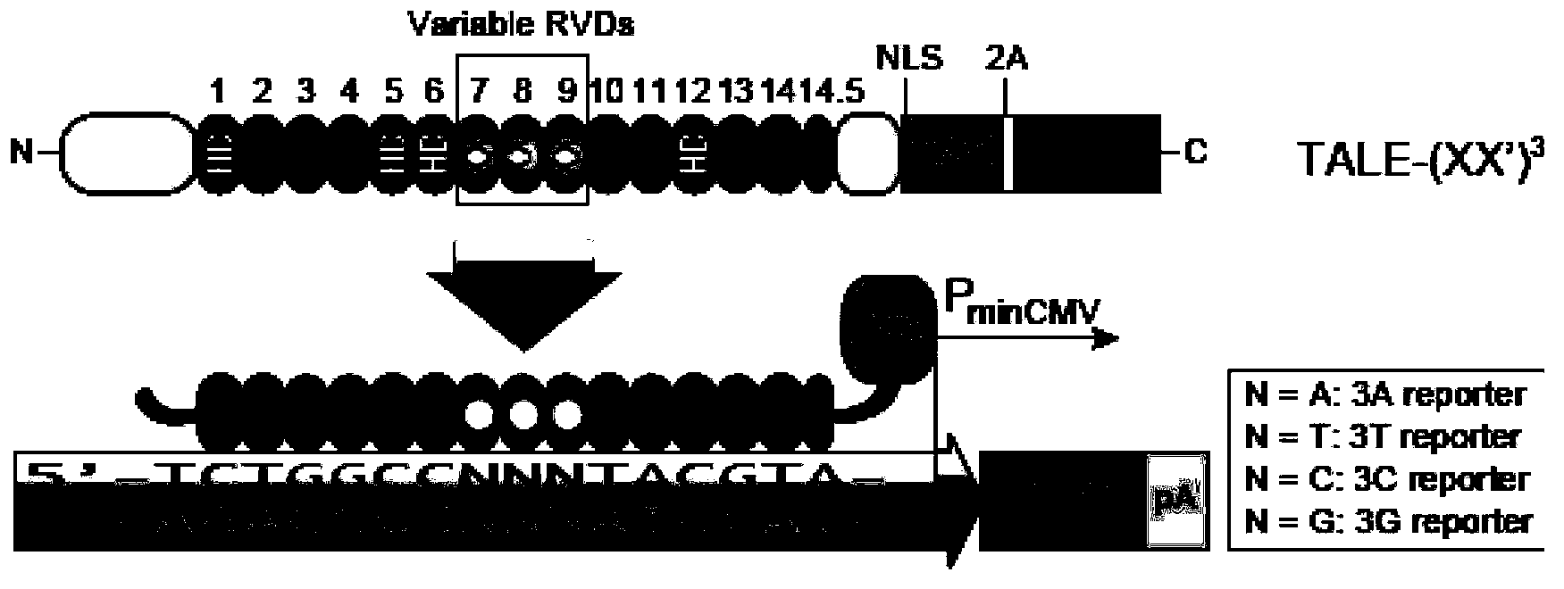 TALE (Transcription Activator Like Effectors) protein and application thereof