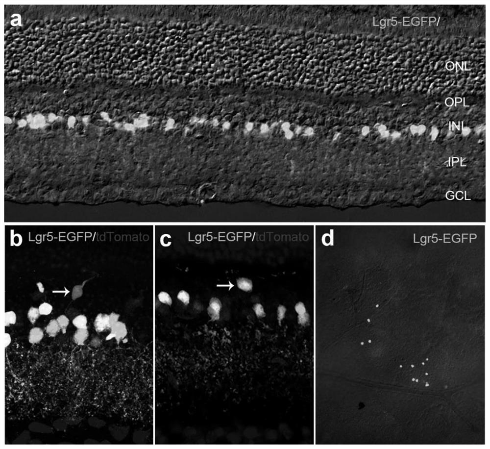 Method for regenerating functional retinal ganglion cells by using transcription factor