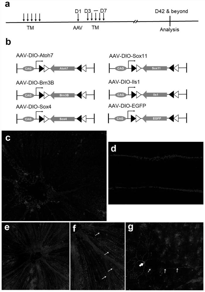 Method for regenerating functional retinal ganglion cells by using transcription factor