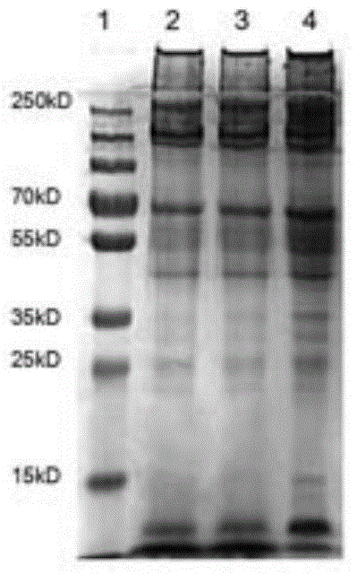 Preparation method of corn cervi pantotrichum extract, and related products