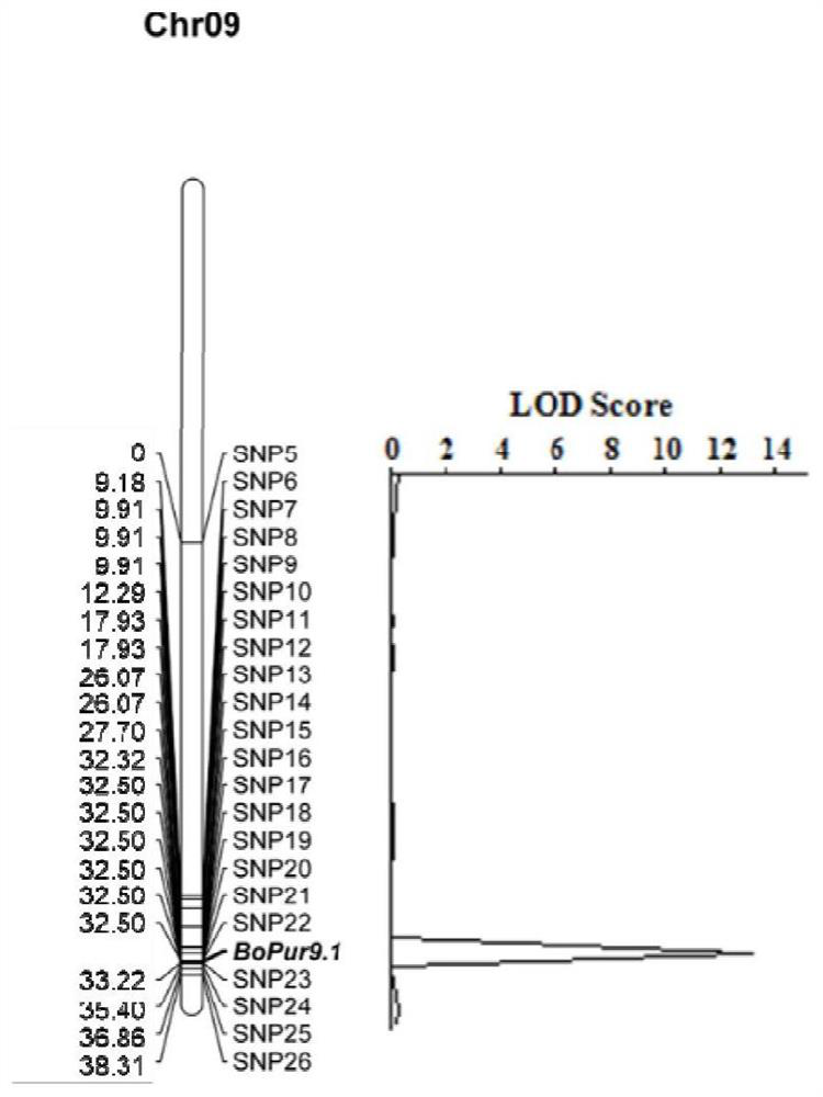 Molecular marker of F3 'H homologous gene and application thereof