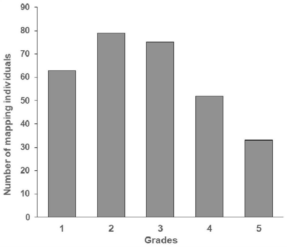 Molecular marker of F3 'H homologous gene and application thereof