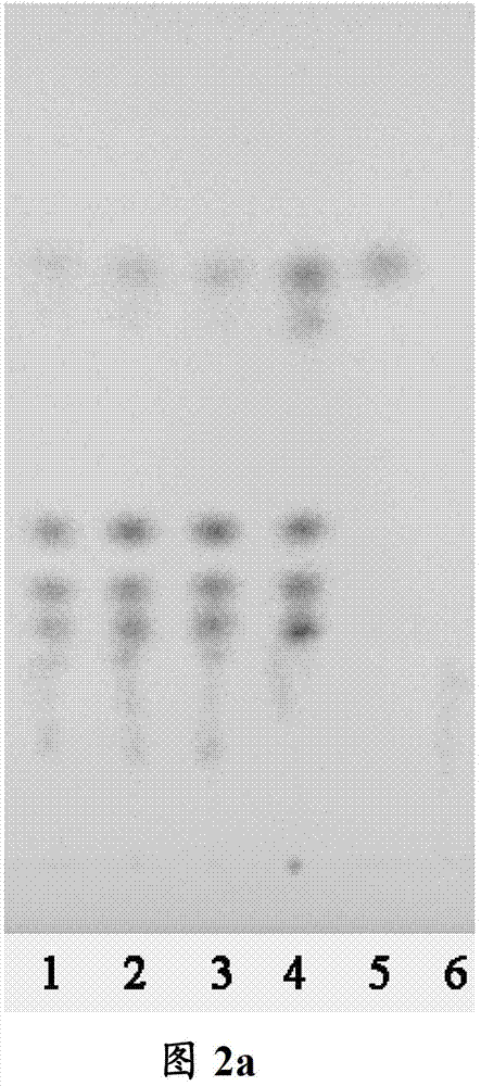 Stomach-regulating qi-coordinating decoction formula granule, and preparation method and detection method thereof